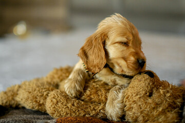 Fototapeta premium Love for pets. Baby Cocker Spaniel puppy lies on the bed in the house.