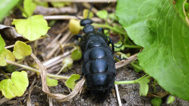 European oil beetle Meloe proscarabaeus crawling in to habitat