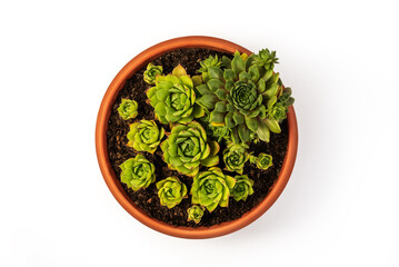 Sempervivum tectorum, commonly known as Common Houseleek in a flower pot with manny outgrowing...