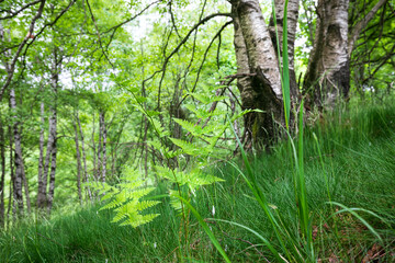 Obraz premium fern in birch forest