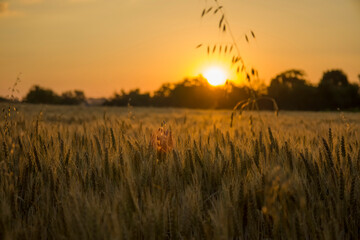 Fototapeta na wymiar Ears of wheat on the background of an orange sunrise