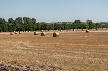 rolls of straw after harvesting wheat in the field