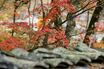 光明寺（兵庫県神戸市北区）の紅葉