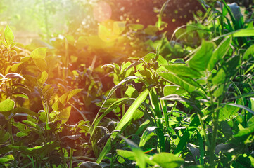 Green landscape with bokeh and spring flowers for a background