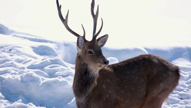 Beautiful Altai deer with horns stay alone in the snow