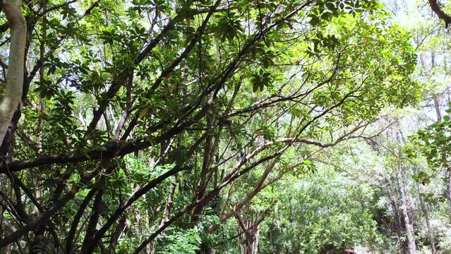 Monkeys in Mombasa Haller Park, Kenya.