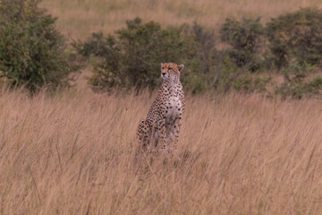 Cheetah in Masai Mara Game Reserve of Kenya