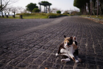 おかしな格好をする猫