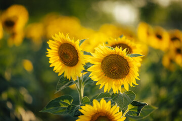 Focus on the bucket of sunflowers, in the field of sunflowers. © bnenin
