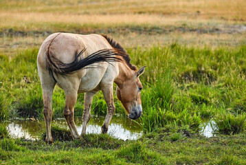 Obraz na płótnie Canvas Przewalsky horse in Hortobagy Hungary