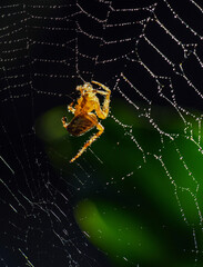 Spider in the net close-up photo