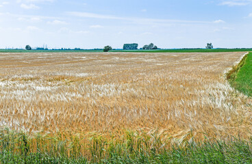Wheat field in summer time