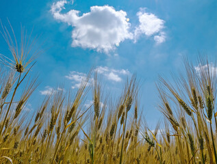 Obraz premium Wheat field in summer time