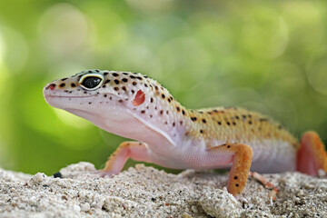 Leopard gecko lizard on sand , eublepharis macularius