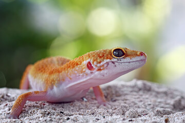 Leopard gecko lizard on sand , eublepharis macularius