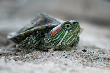 Red ear turtle walking on sand, Brazilian turtle closeup, Trachemys scripta elegans