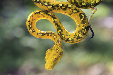 The beauty of the green tree python, Morelia viridis