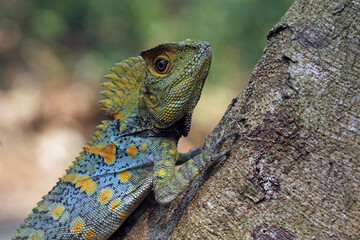 Forest dragon reptile on a branch, Gonocephalus chamaeleontinus, animal closeup
