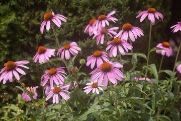 Fototapeta premium Purple Coneflowers (Echinacea purpurea) leaning towards upward left corner