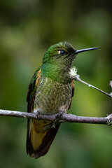 hummingbird on a branch in the colombian forest