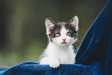 black and white kitten posing outdoors in summer