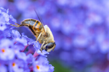 Close up of a western or european honey bee, Apis mellifera, feeding nector on a purple Buddleia, Buddleja sp, in a Belgian garden. High quality photo
