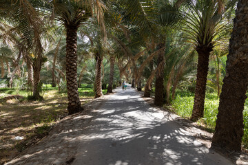 One of the beautiful palm farms in birkat almouz