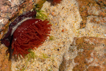 Red Sea Anemone in rock pool on a rocky beach.
