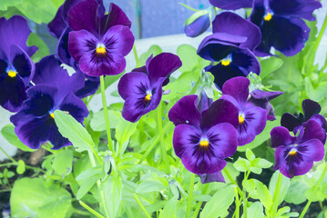 Fototapeta na wymiar Blooming inflorescences of bright blue-lilac pansies in a flowerpot.