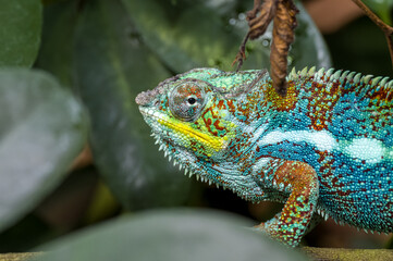 A Panther Chameleon, Furcifer pardalis at Jersey zoo.