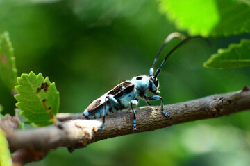ラミーカミキリ