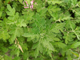 Сlose up of green leaves of a plant
