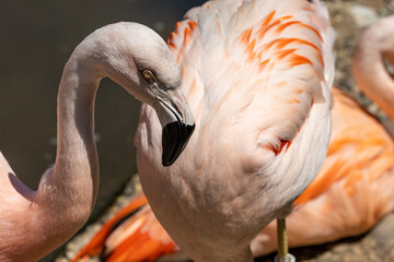 A Chilean flamingo, Phoenicopterus chilensis at Jersey zoo.