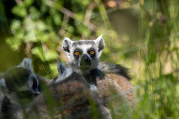 Naklejka na ściany i meble A group of ring-tailed lemurs, Lemur catta. A large strepsirrhine primate at Jersey zoo.