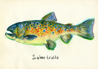 Brown trout. Lake or stream fish from the salmon family.