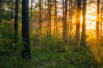 sunset in the woods