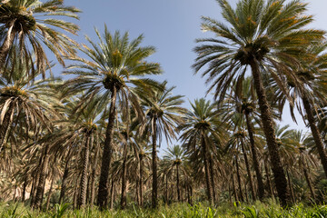 Obraz premium One of the beautiful palm farms in birkat almouz