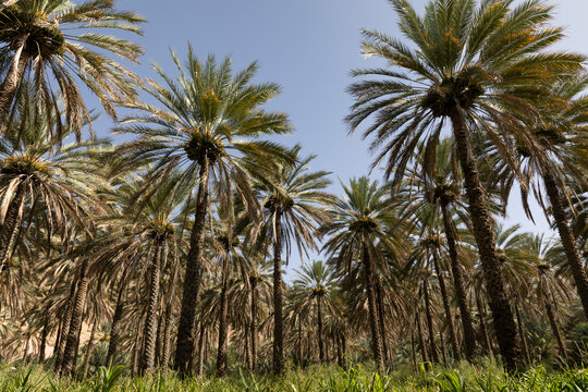 One of the beautiful palm farms in birkat almouz © Salim
