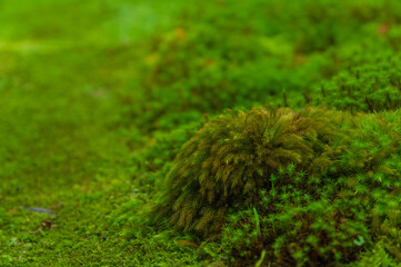 苔むす祇王寺（京都府右京区）