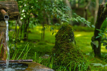 苔むす祇王寺（京都府右京区）
