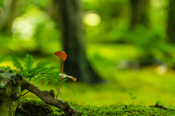 苔むす祇王寺（京都府右京区）