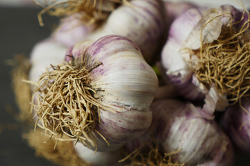 purple natural garlic,close-up bunch of garlic,fresh garlic heads,