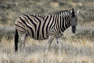 Keuken spatwand met foto Closeup of a single zebra in the savannah © Stephan Röger
