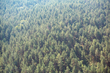 The pattern from the spruce forest is a natural background from the tops of needles. Wood resources