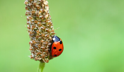 A small red ladybug with black dots, an insect ladybug with dew drops on a green thin leg. The concept of peace, harmony and tranquility