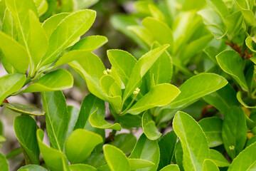euonymus japonicus or japanese euonymus green shrub plant background