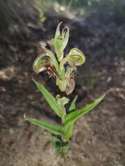 Naklejka na ściany i meble Banded greenhood orchid is striped and its labellum flicks up when touched by a pollinating insect