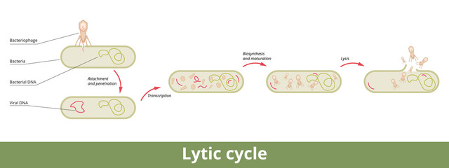 Lytic cycle. A cycle of viral reproduction via bacterial cell with its stages: attachment, penetration, transcription, biosynthesis, maturation, and lysis.