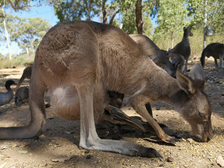 Naklejka na ściany i meble Australian kangaroos in a national park
