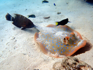 Blue spotted ray on the sea floor